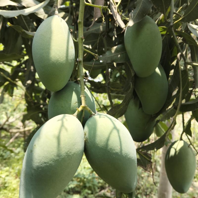 Amrapali Mango – পাহাড়ি আম্রপালি আম