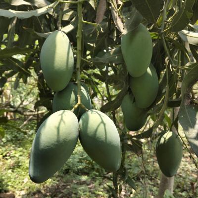 Amrapali Mango – পাহাড়ি আম্রপালি আম
