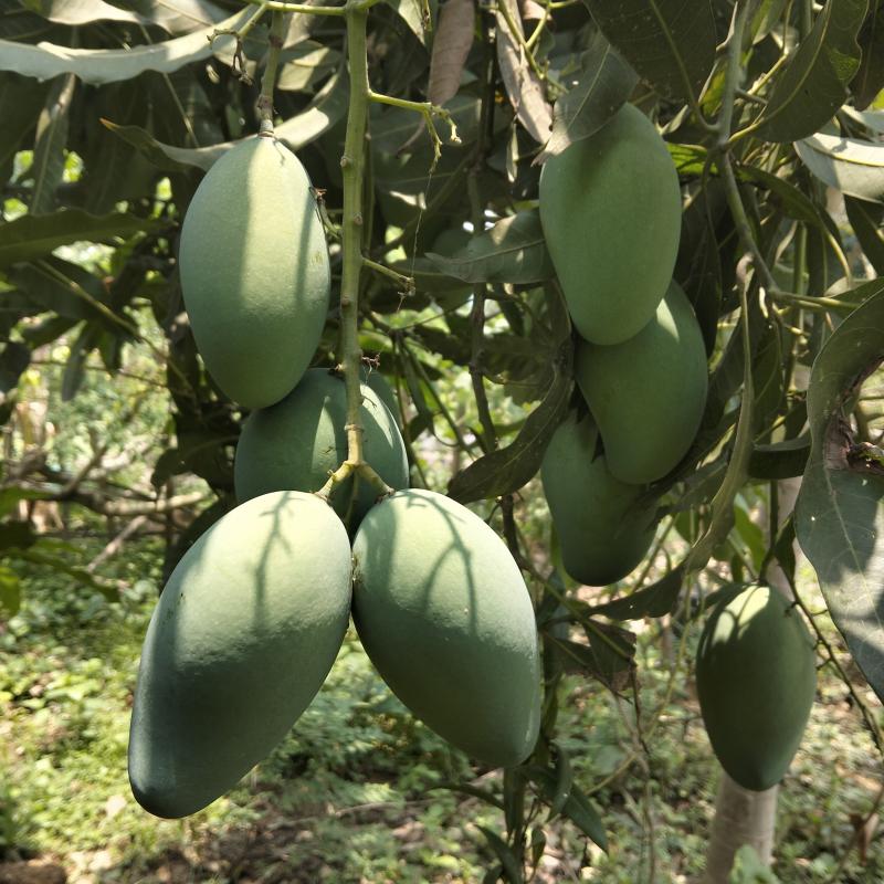 Amrapali Mango – পাহাড়ি আম্রপালি আম