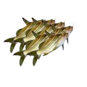 Gulsha Tengra Fish Medium Size
