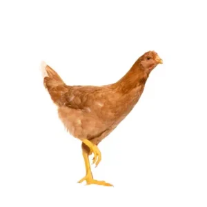 Deshi Chicken,Farm (600 -1000)gm/Pc